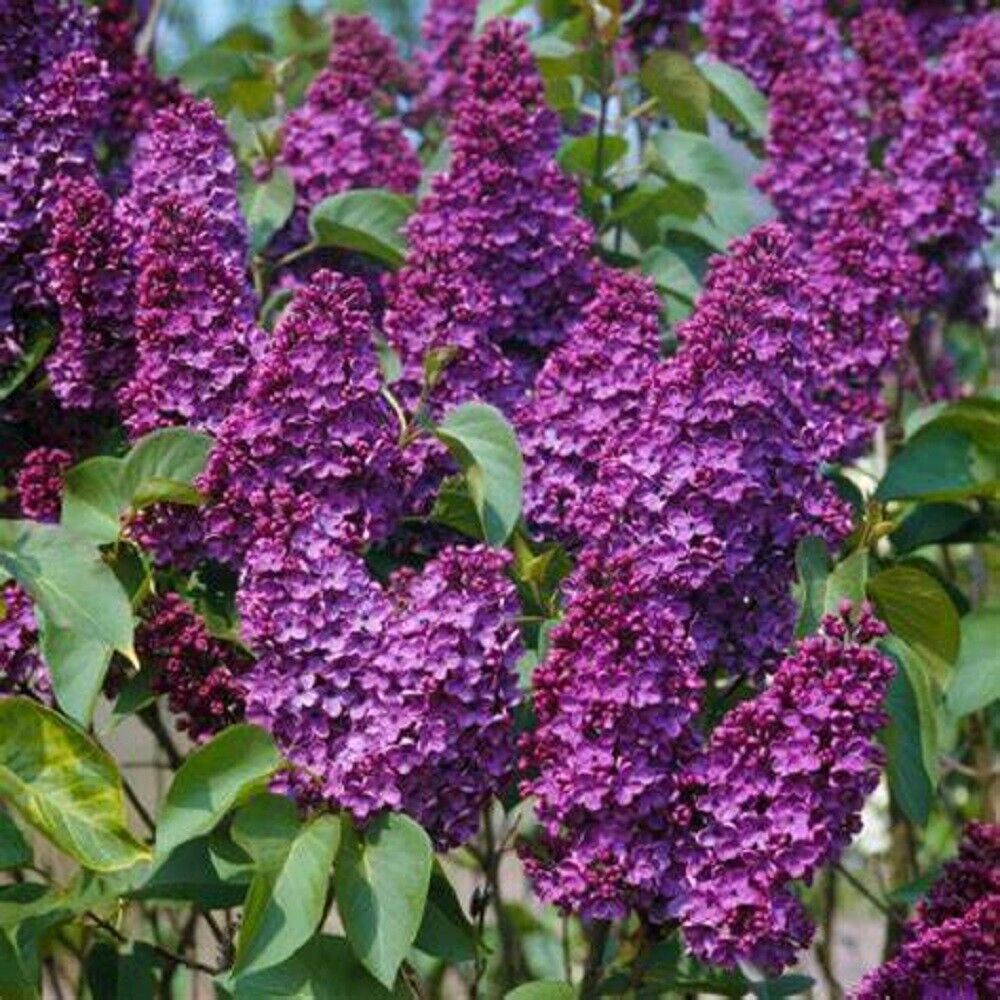 25 Orchid Lilac Seeds Tree Fragrant Flowers Perennial Seed Flower 965 US SELLER