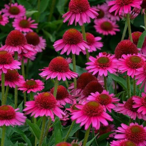 50 Delicious Candy Coneflower Seeds Echinacea Perennial Flower Flowers Seed 1036
