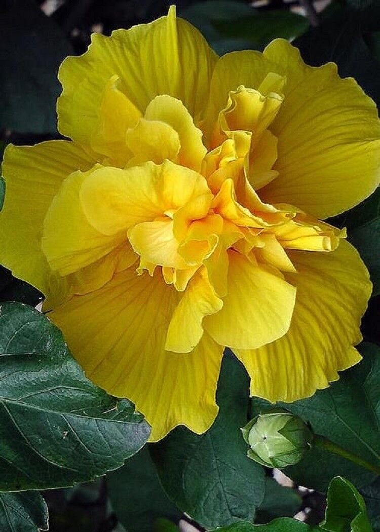 20 Double Yellow Hibiscus Seeds Flowers Seed Perennial Flower Garden Exotic 371