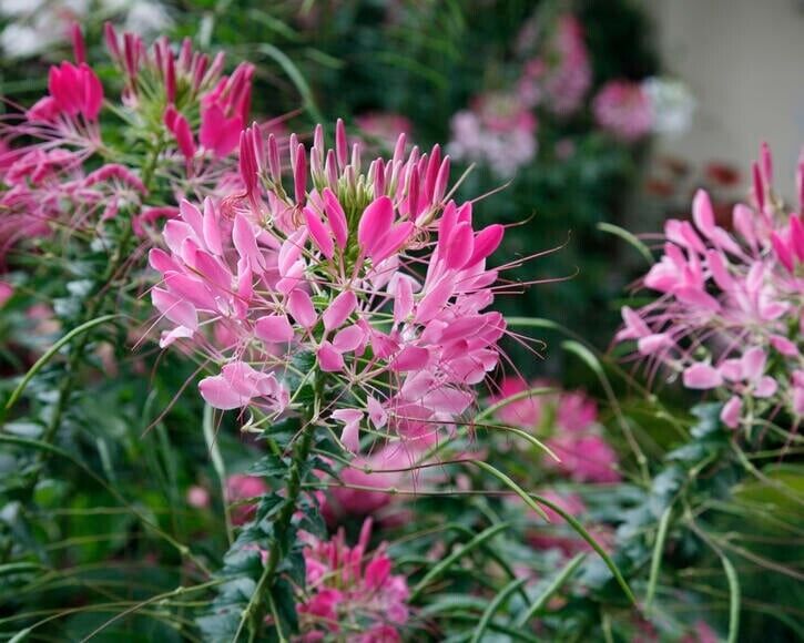 100 Rouge Spider Seeds Clome Spinosa Perennial 1192 US Seller Flower Bee