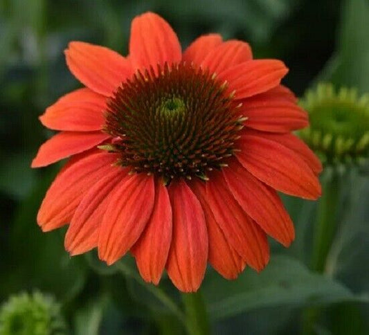 50 Hot Coral Coneflower Seeds Echinacea Perennial Flowers Flower Seed 1181 USA