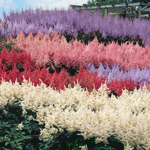 50 White Pink Red Astilbe Seeds Bunter Shade Perennial Garden Flower Seed 215