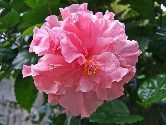 20 Double Pink Hibiscus Seeds Perennial Hardy Flower Garden Exotic Seed 369