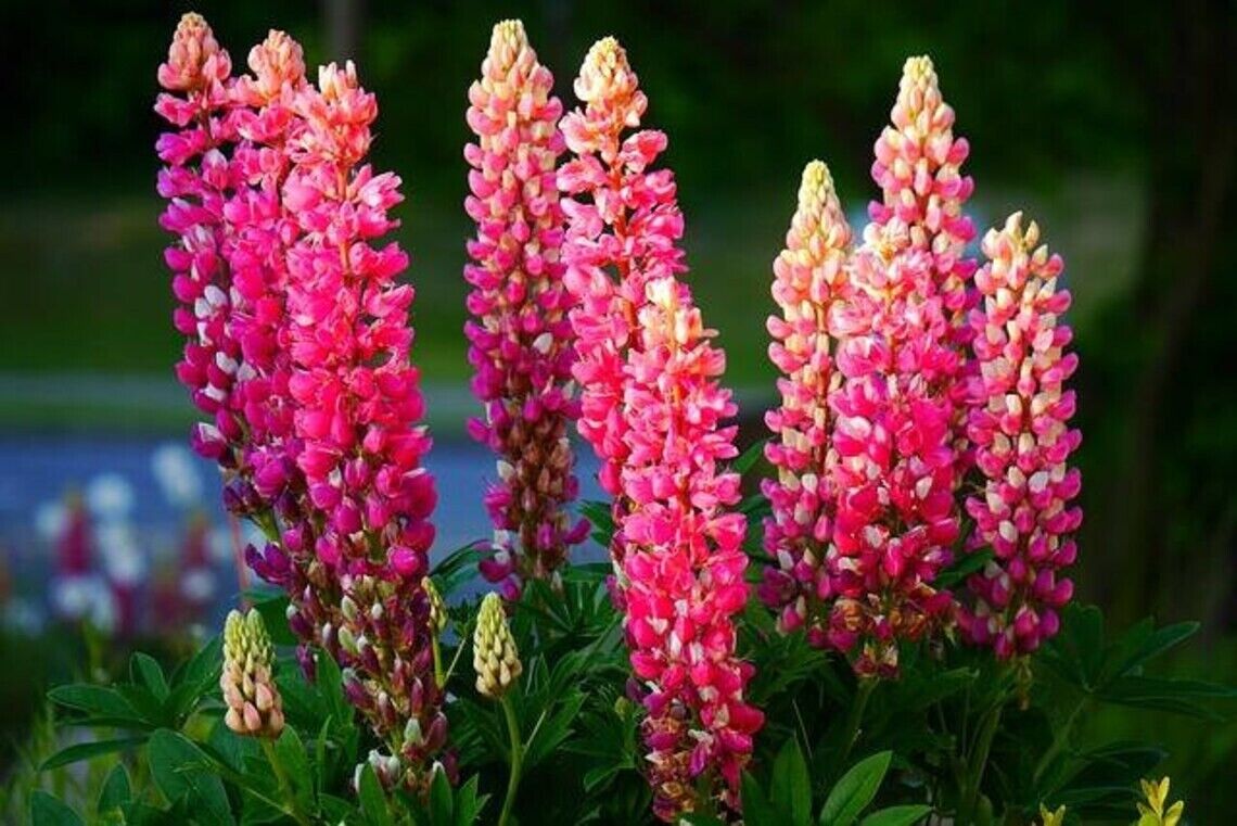 25 Pink Purple Orange Lupine Seeds Flower Perennial Flowers Hardy Seed 1016 USA