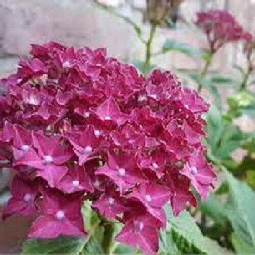 5 Fuschia Hydrangea Seeds Perennial Flowers Flower Garden Seed 1427 USA SELL