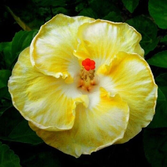 20 White Yellow Hibiscus Seeds Flowers Flower Seed Perennial Bloom 9 US SELLER