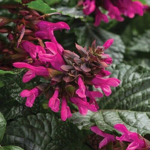 50 Fuchsia Salvia Seeds Flower Seed Perennial Flowers Hummingbird 697 US SELLER