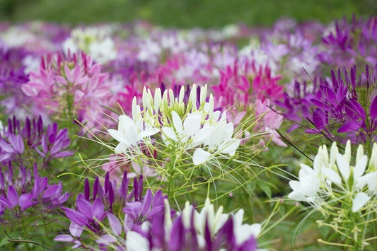100 Purple Pink White Spider Seeds Clome Spinosa Perennial 1186 US Seller