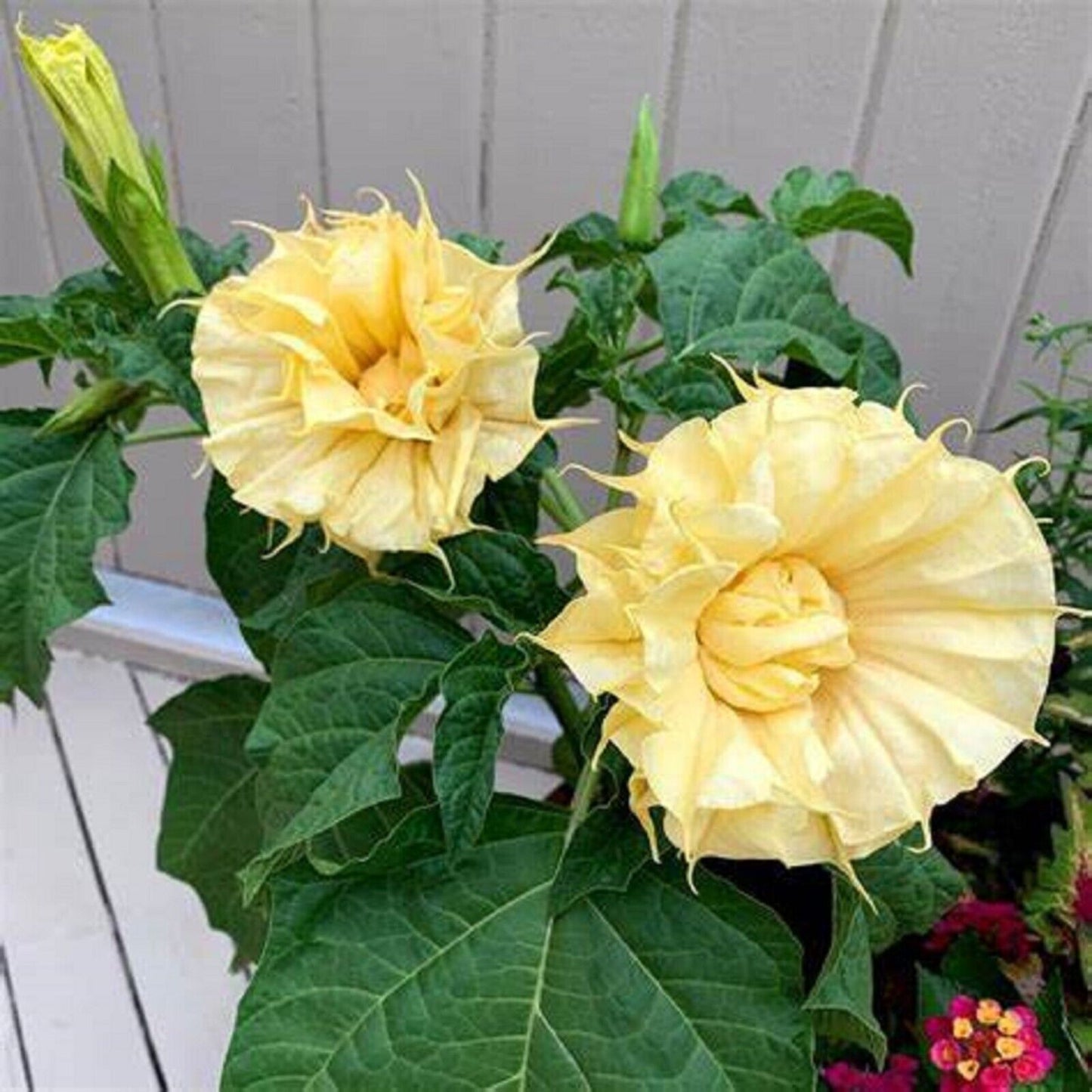 10 Ballerina Yellow Angel Trumpet Seeds Flowers Seed Brugmansia Datura 627 USA