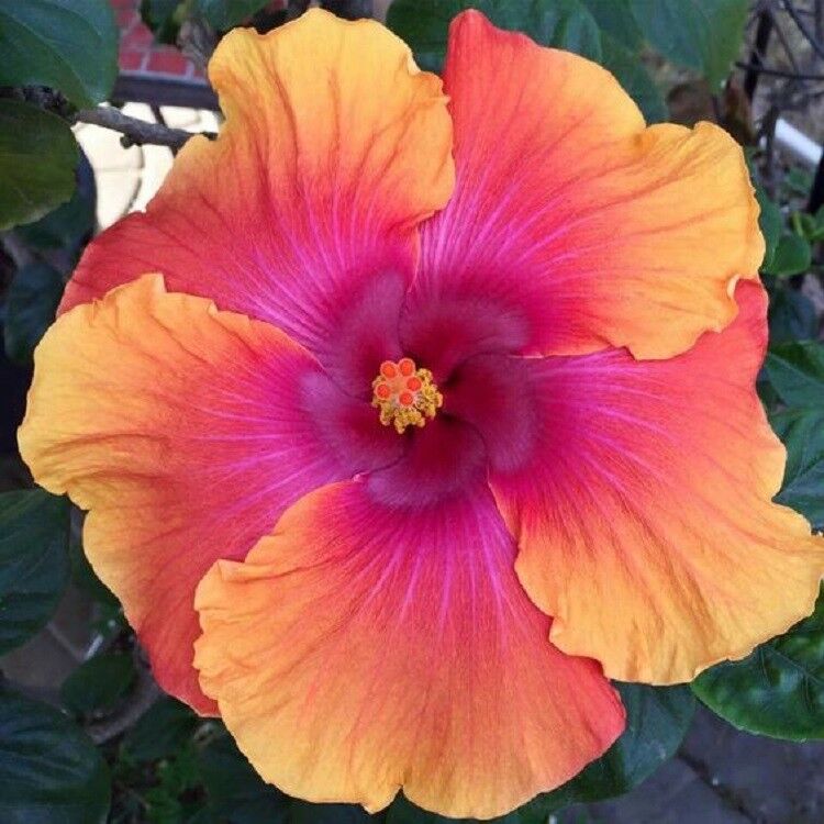 20 Orange Pink Hibiscus Seeds Perennial Seed Flower Flowers 431 US SELLER