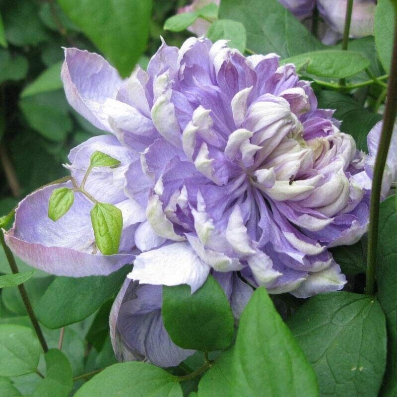 25 Blue Lights Pink Clematis Seeds Climbing Perennial Plumeria Seed 705 USA