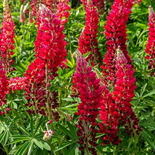25 Scarlet Lupine Seeds Flower Perennial Flowers Hardy Seed 1031 US SELLER