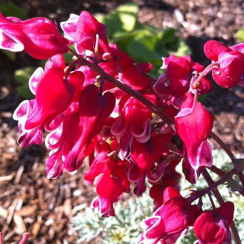 25 Burn Heart Bleeding Heart Seeds Dicentra Spectabilis Shade Flower Garden 685