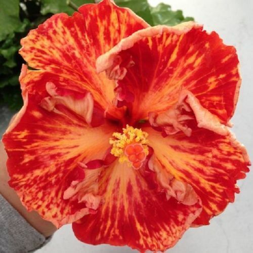 20 Red Orange Hibiscus Seeds Flowers Flower Seed Perennial Bloom 444