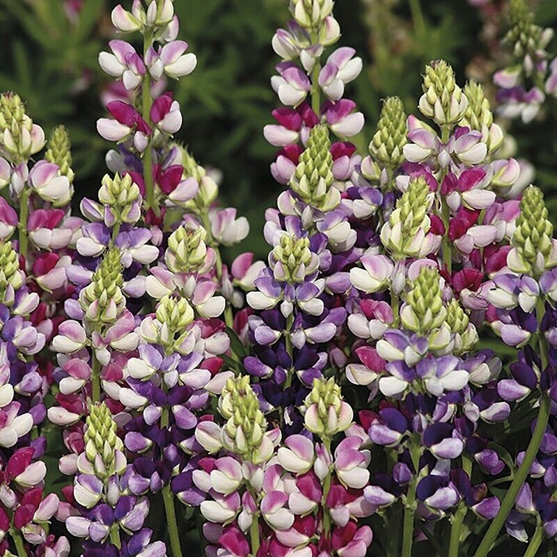 25 Avalune Bicolor Mix Lupine Seeds Flower Perennial Flowers Seed 791 US SELLER