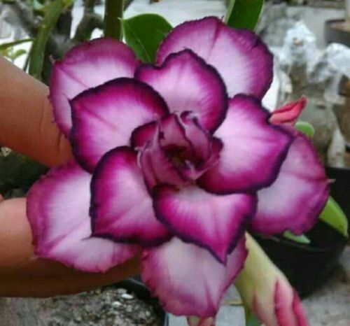 4 DBL White Purple Desert Rose Seeds Adenium Obesum Flower Perennial Seed 341