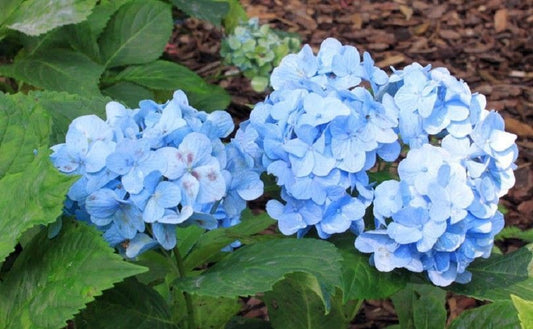 5 Blue Hydrangea Seeds Perennial Hardy Shrub Bloom Flower Seed 378 US SELLER