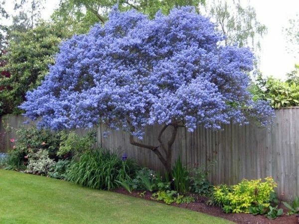 25 Creeping Mountain Lilac Seeds Tree Flowers Perennial Flower 358 US SELLER