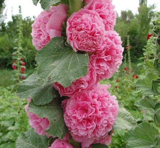 25 Double Cotton Candy Hollyhock Seeds Perennial Flower Seed Flowers 852 USA