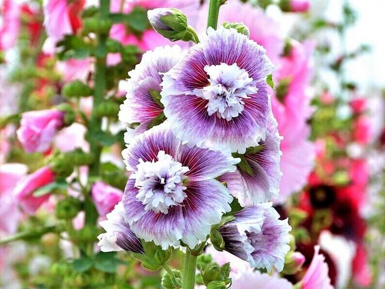 25 Dbl Purple White Hollyhock Seeds Perennial Flower Seed Flowers 878 US SELLER