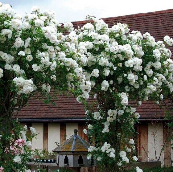 10 Climbing White Rose Seeds Flower Bush Perennial Bloom Shrub Flowers Seed 1302