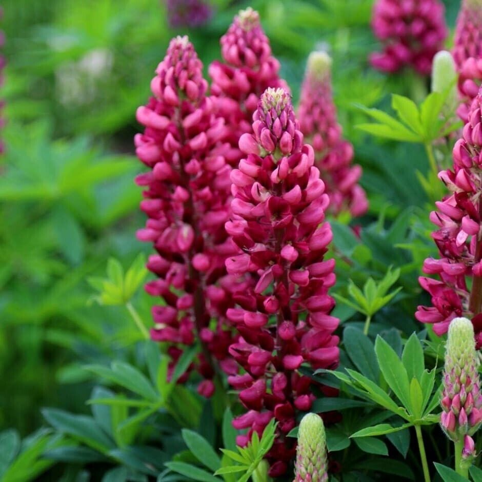 25 Gallery Red Lupine Seeds Flower Perennial Hardy Flowers Seed 943 US SELLER