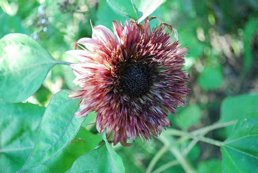 25 Double Dandy Sunflower Seeds Flowers Seed Flower Perennial Sun Bloom 542