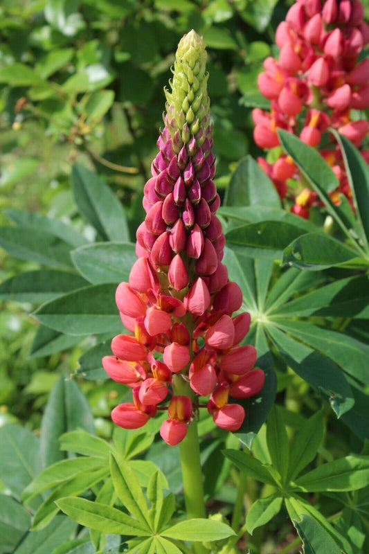 25 Red Pink Lupine Seeds Flower Perennial Flowers Hardy Seed 1025 US SELLER