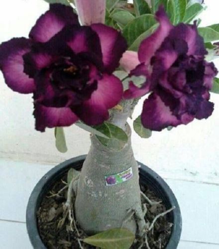 4 Purple Black Desert Rose Seeds Adenium Flowers Flower Perennial 43 US SELLER