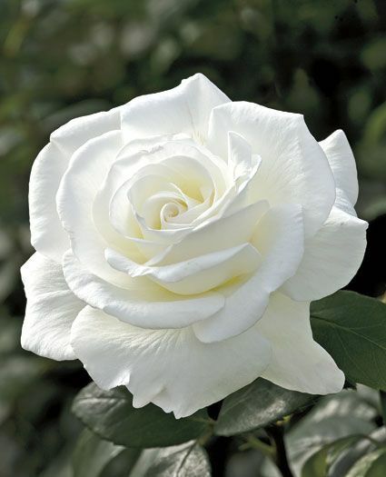 10 Double White Rose Seeds Flower Bush Perennial Shrub Flowers Seed 1249