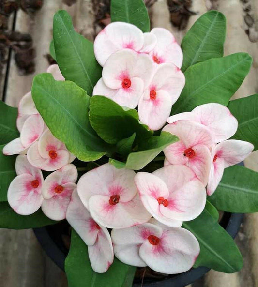 1 Orchidia Crown Of Thorns Plant Euphorbia Milii Starter Plants Well Rooted