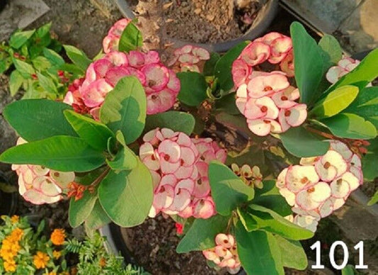 1 "Love of God" Crown Of Thorns Plant Euphorbia Milii Plants Rooted CT-93