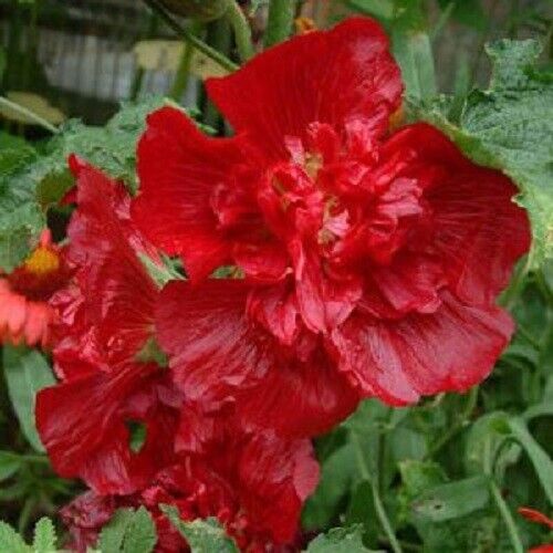 25 Queeny Red Hollyhock Seeds Perennial Flower Seed Flowers 909 US SELLER