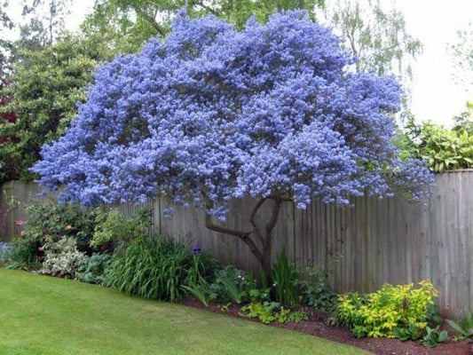 25 Creeping Mountain Lilac Seeds Tree Flowers Perennial Flower 358 US SELLER