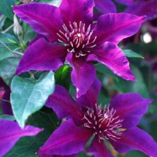 25 Dark Purple Pink Clematis Seeds Bloom Flowers Perennial Seed Flower 91