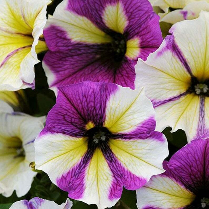 50 Yellow Purple White Petunia Seeds Flower Perennial Flowers Annual Seed 301