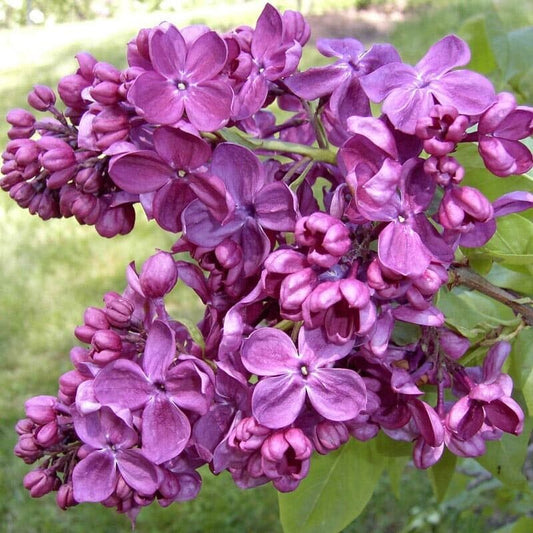 25 Agincourt Beauty Lilac Seeds Tree Fragrant Flowers Perennial Flower 915 USA