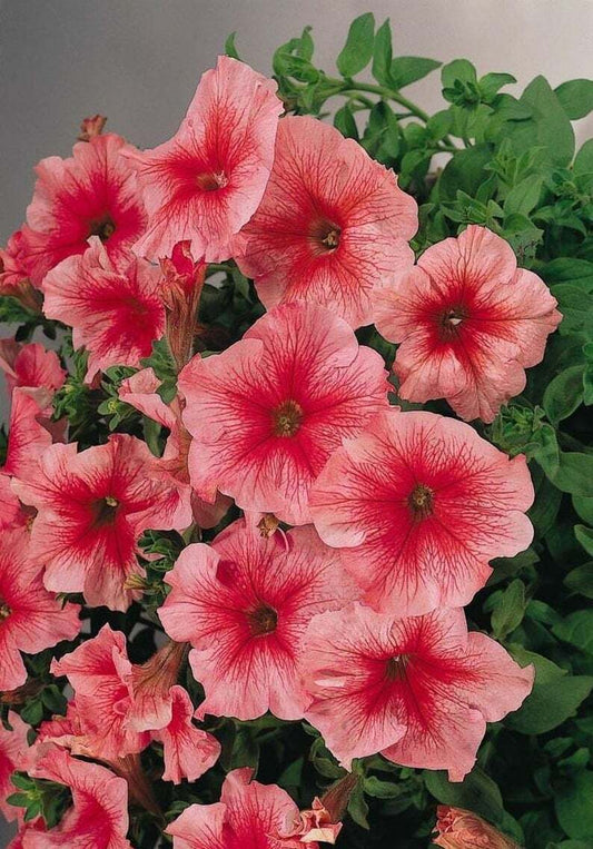 50 Bi Color Pink Petunia Seeds Flower Perennial Flowers Annual Seed 289 US SELL