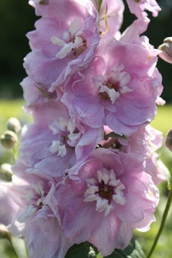 50 Cherry Blosso Delphinium Seeds Perennial Garden Flower Bloom Seed Flowers 752