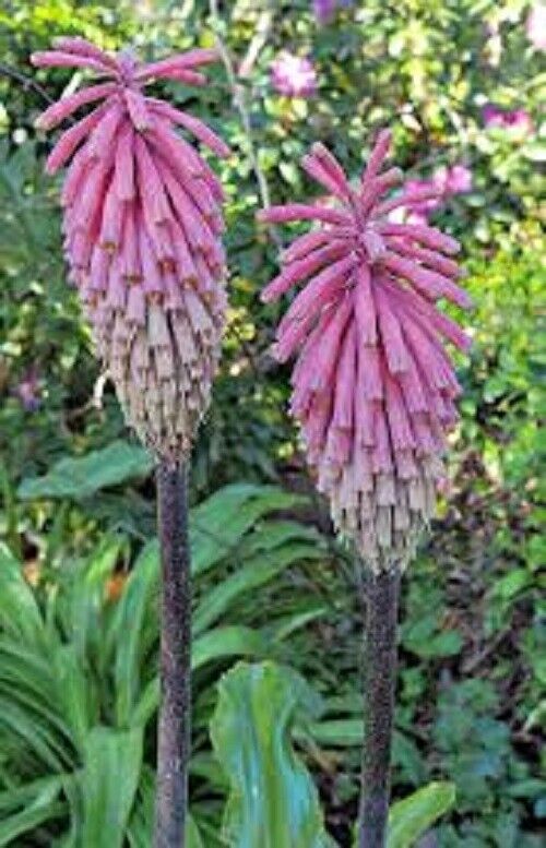 25 Pink South African Torch Lily Flower Seeds Perennial Seed 862 US SELLER