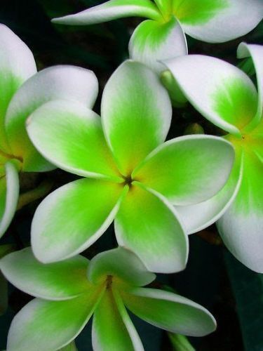 5 Green White Plumeria Seeds Plants Flower Lei Hawaiian Perennial Flowers 207