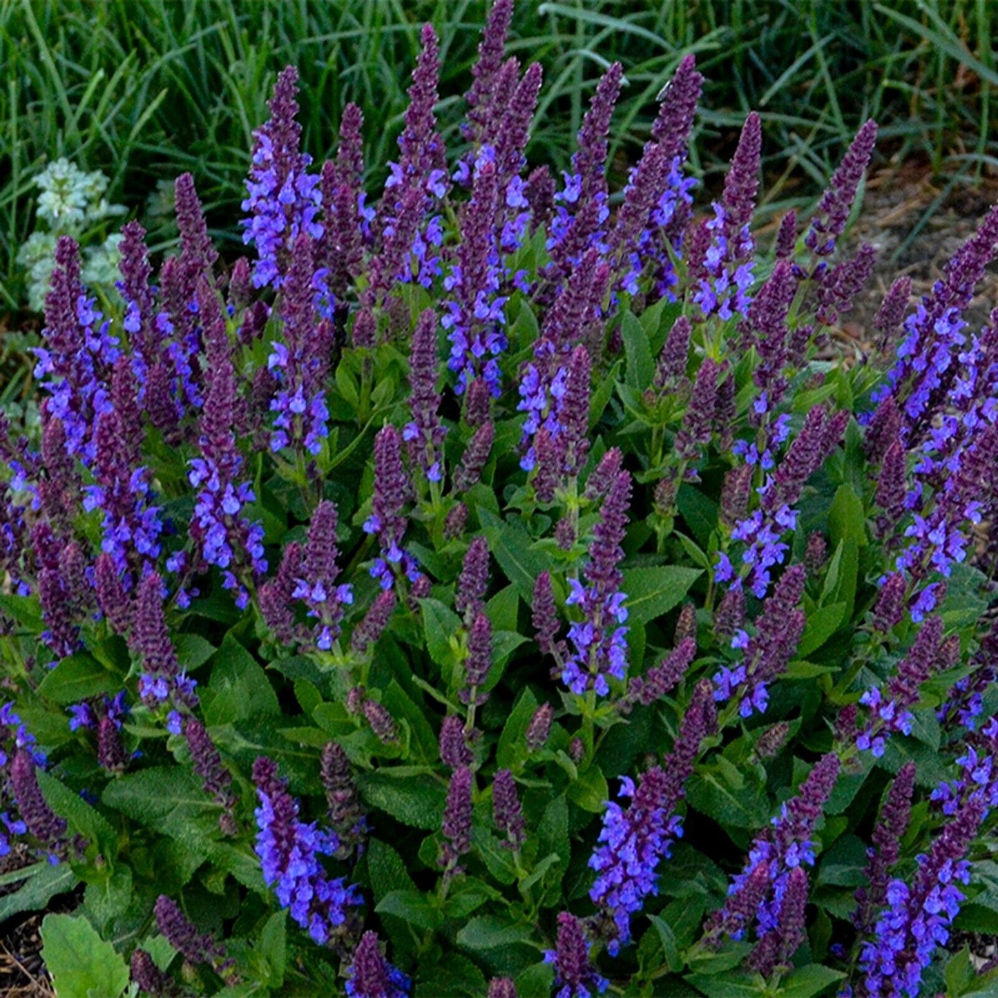 50 Violet Salvia Seeds Flower Seed Perennial Flowers Hummingbird 1024 US SELL