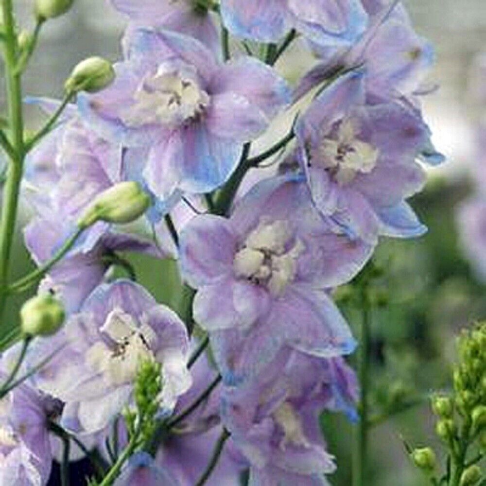 50 Lavendar Delphinium Seeds Perennial Flower Garden Seed Flowers 777 USA SELLER