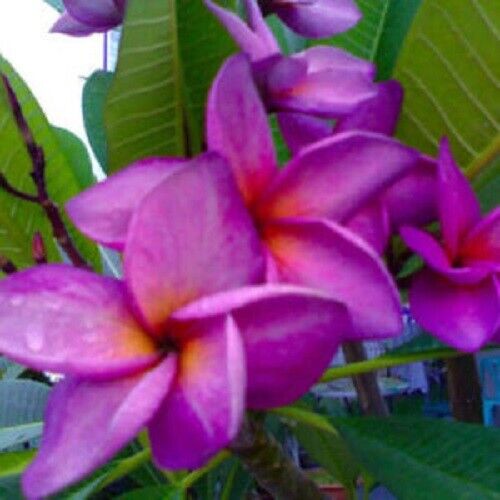 5 Purple White Plumeria Seeds Plants Flower Flowers Perennial Seed 202 US SELLER