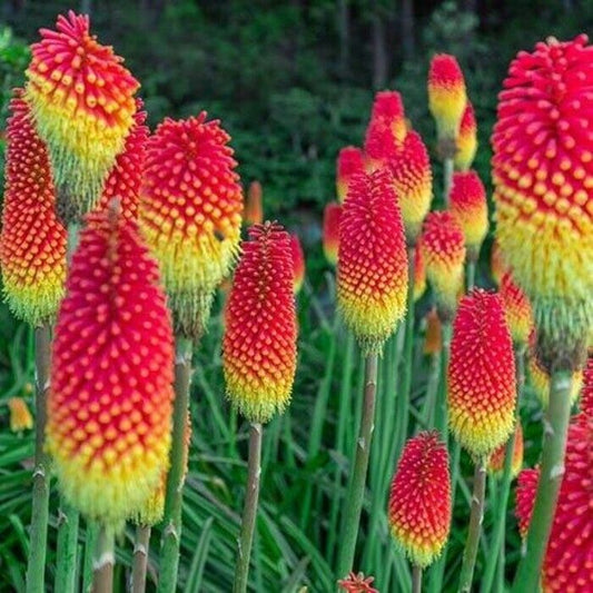 25 Royal Castle Torch Lily Hot Poker Flower Seeds Perennial Seed 837 US SELLER