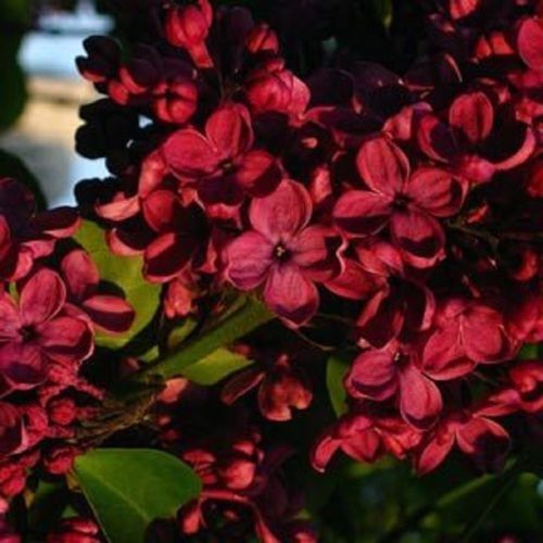 25 Red Lilac Seeds Tree Fragrant Perennial Flower Flowers Seed 364 US SELLER