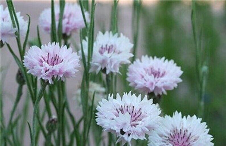50 White Pink Bachelor's Button Seeds Annual Seed Flower Flowers Garden 618 USA