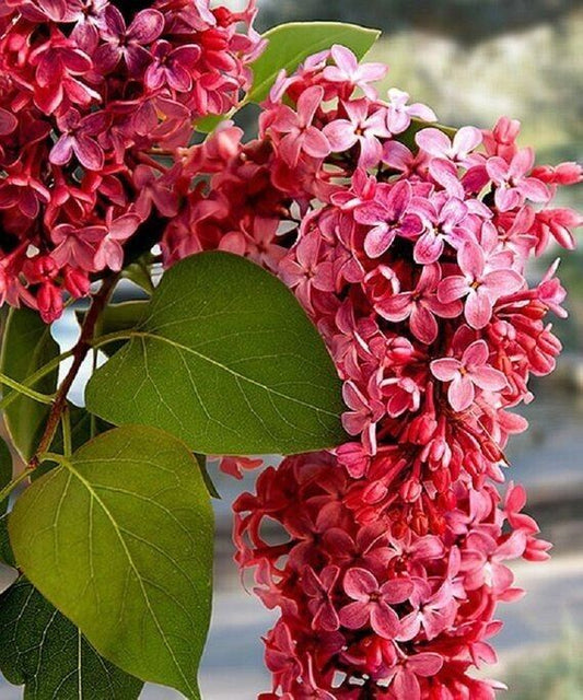 25 Crimson Lilac Seeds Tree Fragrant Flowers Perennial Seed Flower 925 US SELLER