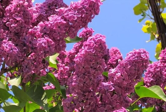 25 Orchid Lilac Seeds Tree Fragrant Flowers Perennial Seed Flower 950 USA SELLER