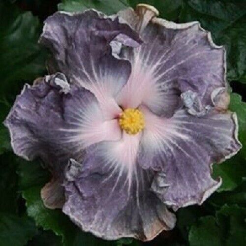20 Silver White Hibiscus Seeds Flowers Flower Seed Perennial Bloom 360